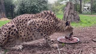 Day in Life of a Cheetah Keeper During Pandemic - Cincinnati Zoo