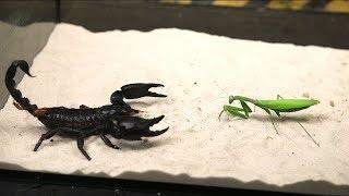 BRUTAL FIGHT OF THE MANTIS AND SCORPION - VERSUS OF THE MANTIS - THE AGAMA ATE THE LOCUST!