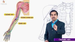 Cephalic vein - Gross anatomy of upperlimb medical animation  , Dr G Bhanu Prakash