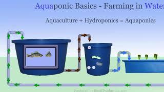 Aquaponic Systems - The Basics of Farming without soil