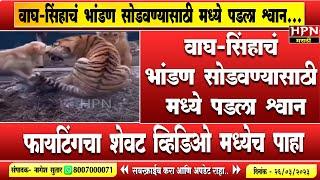 वाघ-सिंहाचं भांडण सोडवण्यासाठी मध्ये पडला श्वान...  | Viral Video  | HPN MARATHI NEWS