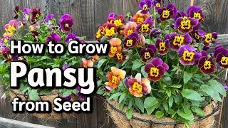 How to Grow Pansy from Seed in Pots or Containers 