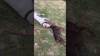 dogs playing together| masti time | fun masti maza| #play #funny #fun#shorts  #pets #dog #doberman