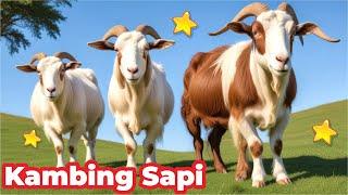 KAMBING LUCU BUNYI , SAPI LUCU BANGET BIKIN NGAKAK , KAMBING LUCU BLE BLE , SAPI LUCU BANYAK