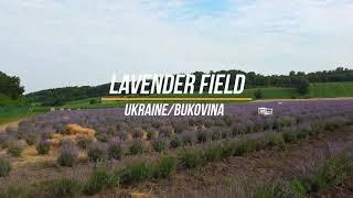 Lavande field/Ukraine/Bukovina