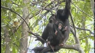 Chimpanzees at Serengeti National Park - Part 1