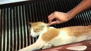 Cat torture--Where is humanity?
