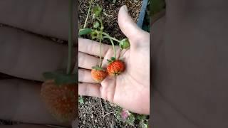 Bearing Strawberry PLANT #yooragardentips #shortvideo #strawberryplant