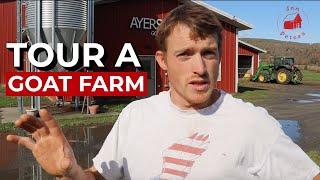 Tour a Vermont Goat Farm: Ayers Brook Goat Dairy