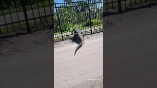 Giant alligator bends metal fence while forcing its way through