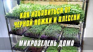 Как избавиться от черной ножки и плесени на Микрозелени Подсолнечника #микрозелень #огород #дача