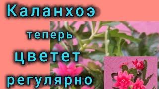 Что сделала, чтоб вернуть растению бутоны? Каланхоэ снова цветет!