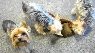 Yorkies Playing Together Peacefully