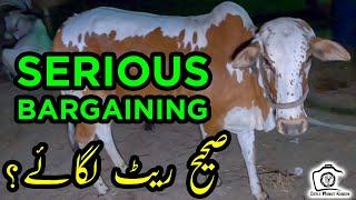 Small Cows Serious BARGAINING at Sohrab Goth Cow Mandi 2021 | Bakra Eid 2021 | Cattle Market Karachi