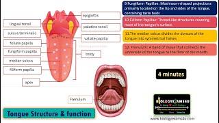 Human Tongue Structure and Function-13 Structures in 4 minutes