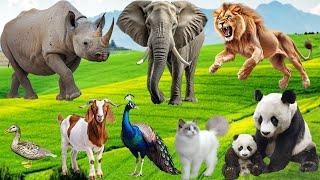 The Cute Animals in The Zoo: Lion, Rhinoceros, Elephant, Panda, Peacock, Cat, Sheep - Animal Sounds