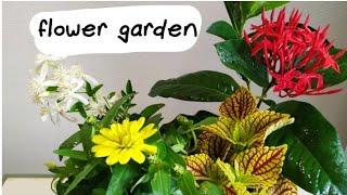 Creating a beautiful flower garden in self watering pots| biosphereflora.