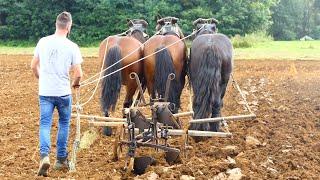 High-level championship of horse plowing