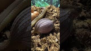 Snake eats jumbo chicken egg!