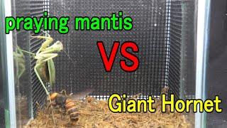 Praying mantis vs. Giant hornet.