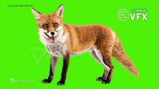 Fox Green Screen Effects  Free Animal Chroma key