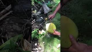 Rumung Island, Yap Promotional Video #micronesia #culture #pacificisland #indigenous #travel