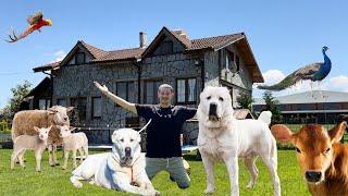 ULTRA LUXURIOUS FARM AND ALABAI DOGS