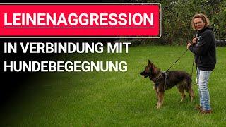  Leinenaggression in Verbindung mit Hundebegegnung ️ Praxisvideo ️