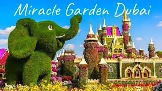 САД ЧУДЕС В ДУБАЕ Miracle garden Dubai 2024 4К