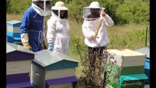 Visite guidée au rucher