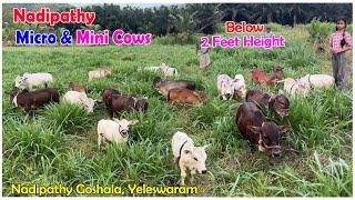 Micro Mini cows in our farm | Nadipathy Goshala | #minicow #youtube  #punganur #cute #nadipathycows