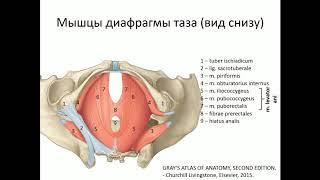 Мышцы тазового дна