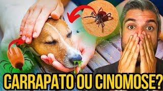 APRENDA A DIFERENCIAR A DOENÇA DO CARRAPATO E CINOMOSE DO CACHORRO - SINTOMAS DO FILHOTE DOENTE