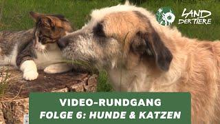 Land der Tiere-Video-Rundgang – Folge 6: Bei den Hunden & Katzen 