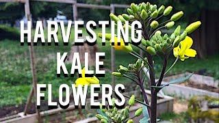 Harvesting Kale Flowers