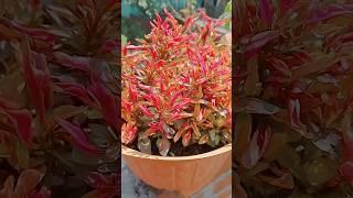 #Duranta plant#beautiful#short video#garden