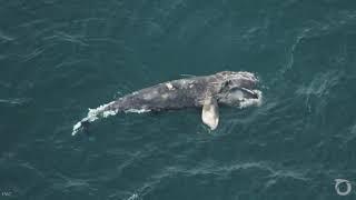 North Atlantic Right Whales Could Go Extinct in Our Lifetime