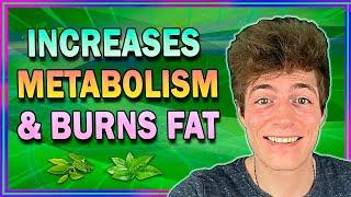 𝗘𝗚𝗖𝗚 Review - How It Fights Against Cancer & Obesity! – 𝗚𝗥𝗘𝗘𝗡 𝗧𝗘𝗔 𝗘𝗫𝗧𝗥𝗔𝗖𝗧 