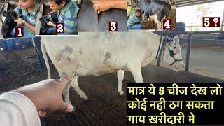 गाय खरीदने से पहले सावधान ️cow purchase time/gay kharidne se pahle