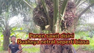 Panen sawit di sini buah netral seperti biasa