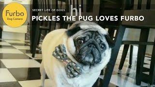 Pickles The Adorable Pug Loves This Camera Made For Dogs