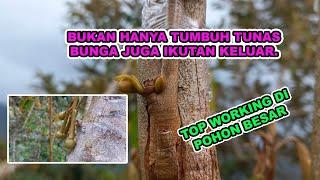 REVIEW HASIL TOP WORKING DURIAN POHON BESAR