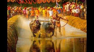 Kambala: The Thrilling Buffalo Race of Karnataka!