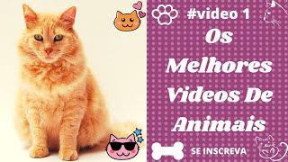 [ANIMAIS ENGRACADOS] Vídeos Engraçados e Fofos de Animais #shorts #videoscurtos #animaisengracados