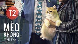 T2: Ai ngờ “Thi Mèo Đẹp” lại Đẳng Cấp Thế Này -  Vietnam Cat Show 2022/ NhamTuatTV - Dog in Vietnam