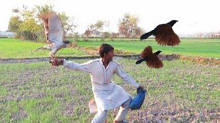 Super hunting of pheasants || Goshawk attack, Eagle hunting Sr: 24 || Raptors Today