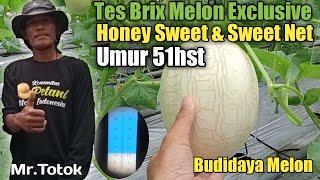Budidaya Melon Exclusive|Sweet Honey Dan Sweet Net