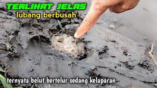 sangat lapar sekali belut yang sedang bertelur mancing belut di lubang berbusa