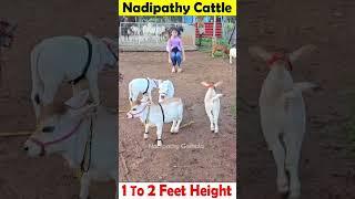 Nadipathy Nano cattle 1 To 2 feet height #youtube #viral #reels #miniature #trend #youtube #pmo #yt