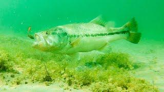 How To Catch Bass With Plastic Worms! **INSANE UNDERWATER FOOTAGE**